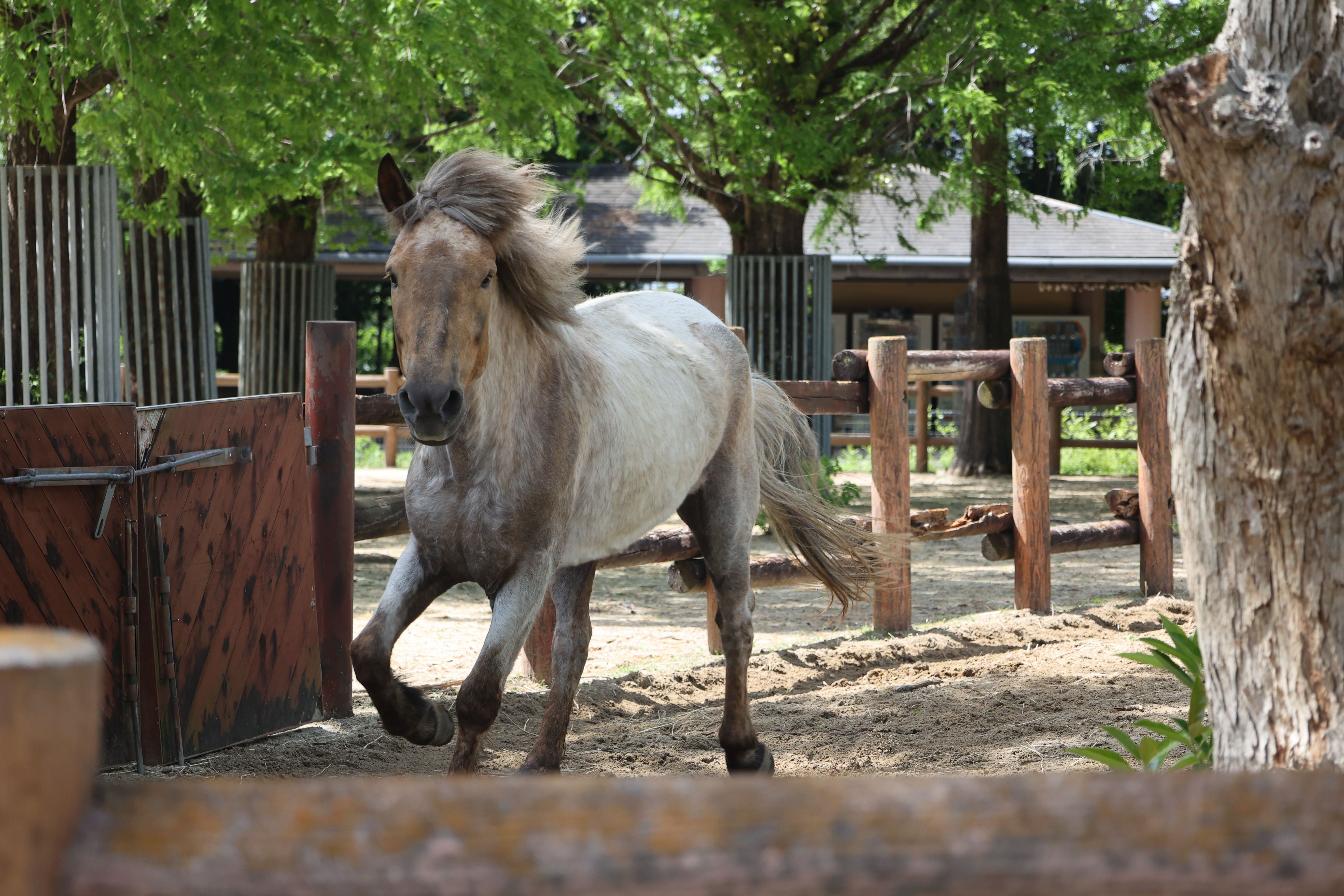 2025_Charity_Raffle_pony