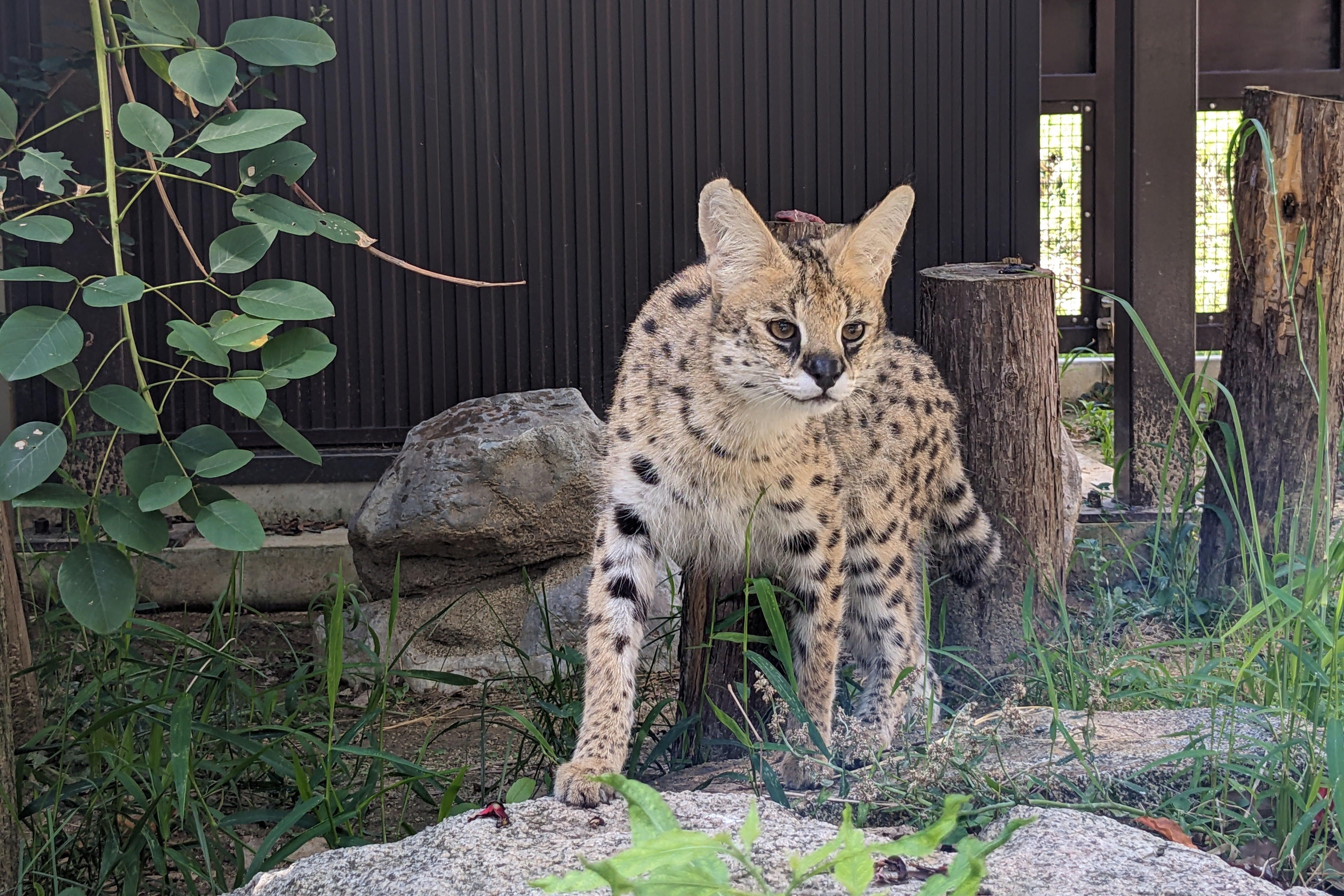 2025_Charity_Raffle_serval